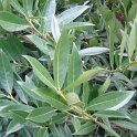 Prunus laurocerasus 'Otto Luyken'
